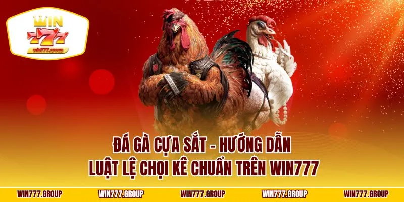Đá Gà Cựa Sắt - Hướng Dẫn Luật Lệ Chọi Kê Chuẩn Trên WIN777