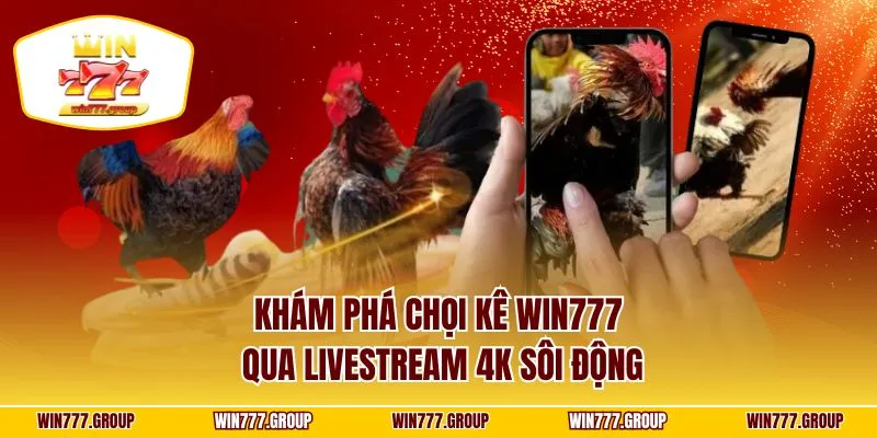 Khám phá chọi kê WIN777 qua livestream 4K sôi động