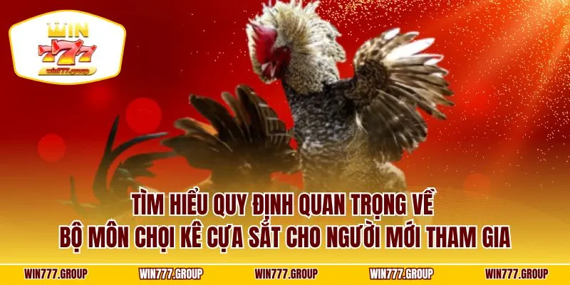 Tìm hiểu quy định quan trọng về bộ môn chọi kê cựa sắt cho người mới tham gia